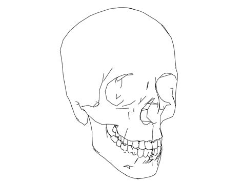 Anatomy And Physiology Coloring Pages