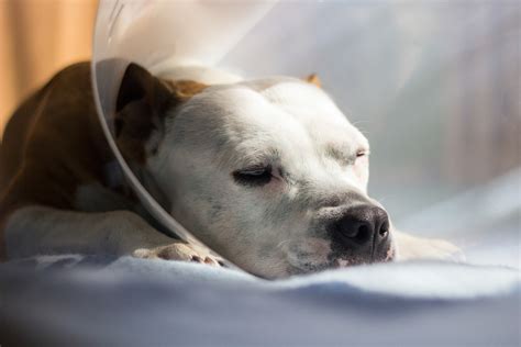 How Do You Know If A Dogs Incision Is Infected