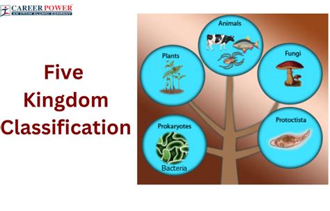 Five Kingdom Classification Characteristics And Advantages