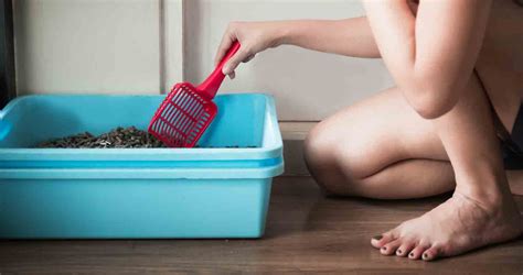 How To Stop Your Cat Pooping On The Floor Fix This