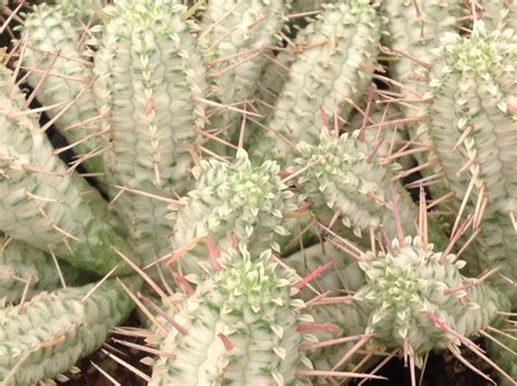 For the first batch, you may need to add a small amount of water to aid in the liquefaction, but after this just add some of the previously blended liquid. Succulent plant, Corncob cactus. Resembles an ear of corn ...