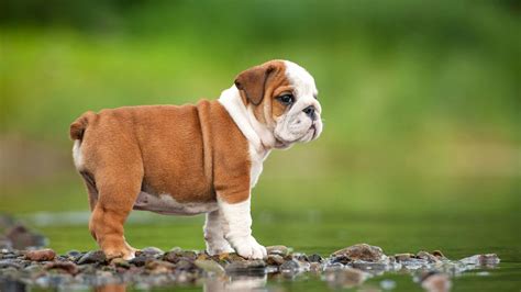 A puppy will usually weigh two to three times it's sixteen week weight as an adult. 25 Beautiful Bulldog Puppies That Will Melt Your Heart ...