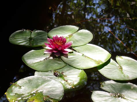 Lotus And Lily Pads By James Granberry