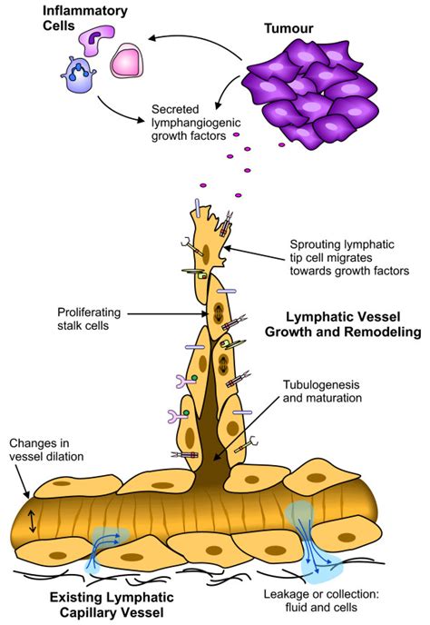 Different Functions Of Lecs In Active Lymphatic Vessels This Schematic