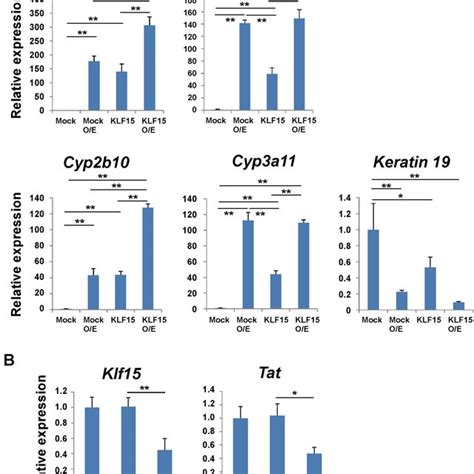 The Expression Of Liver Functional Genes Was Regulated By KLF15 In