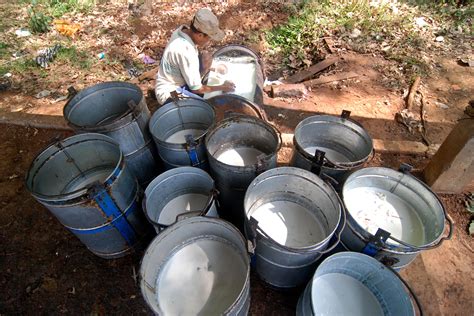 Harga kelapa sawit per kg hari ini di indonesia termasuk cukup baik dari semester pertama tahun ini. Harga Sawit dan Karet Anjlok | Petani Perlu Diversifikasi ...