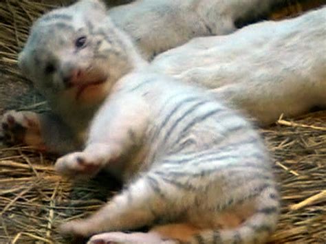 Rare White Tiger Cubs Born At Zoo In Japan