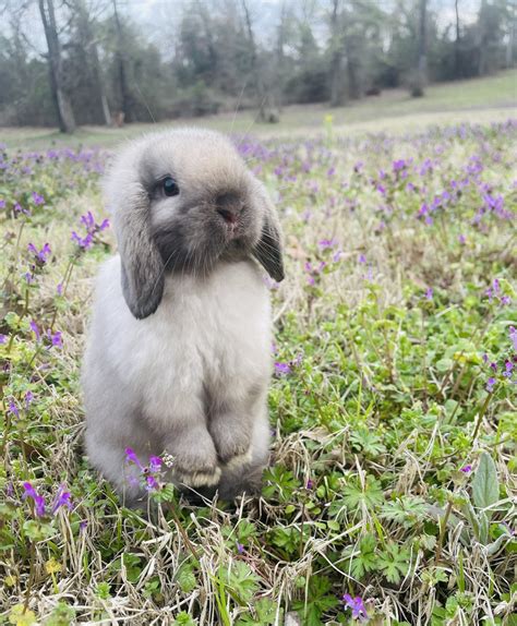 Holland Lop Rabbits For Sale Canton Tx 503191