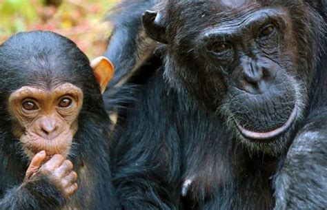 Mahale Chimpanzee Footsteps Peaks Of Africa