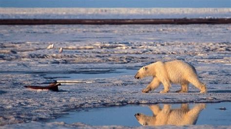 Video Polar Bear Threat Cbc News