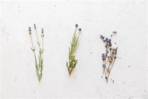 Lavender Syrup Feast And Farm