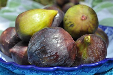 Figs And Tin Tac Cappa A Maltese Mouthful Maltese Recipes Fig Food