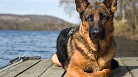 German Shepherd Vs Doberman Which Breed Is Right For You Petsradar