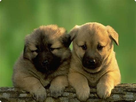 Very Attractive Cute Puppies And Dogs Pictures Nice