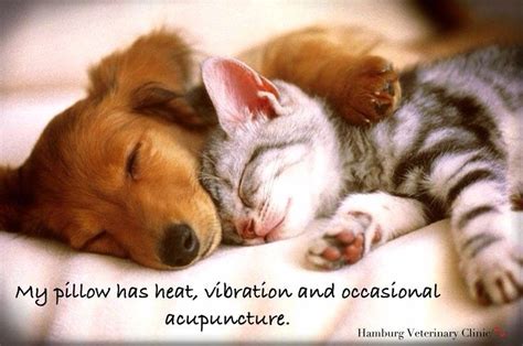 Good Night | Sweet Dreams | Animals sleeping together ...