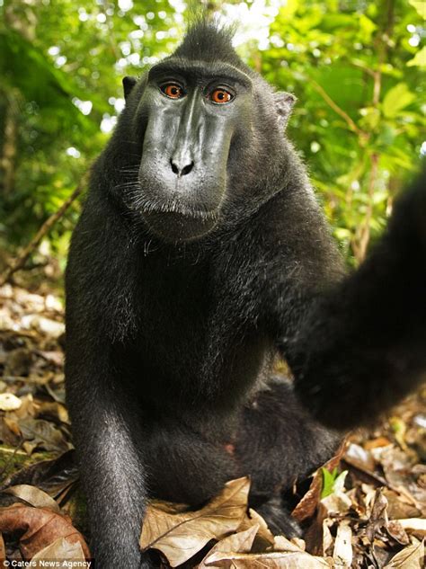 Black Macaque Takes Self Portrait Monkey Borrows Photographers Camera
