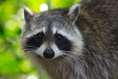 Raccoon Lifespan How Long Do Raccoons Live Pethelpful
