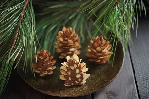 Pine Cone Confections And Hidden Wonders — The Wondersmith Pine Cones