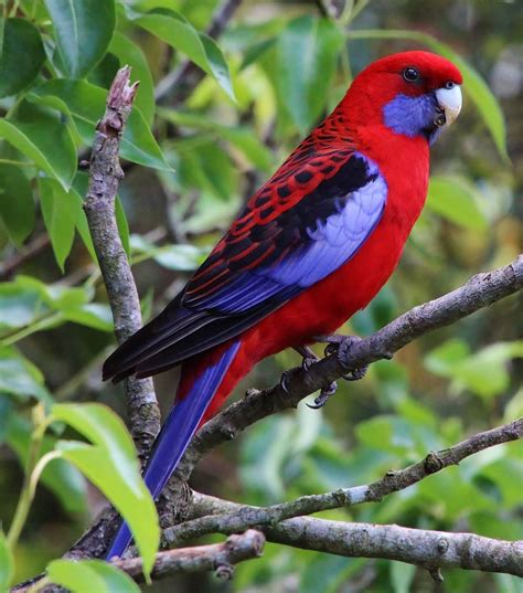 Crimson Rosella Pretty Birds Beautiful Birds Animals Beautiful Cute