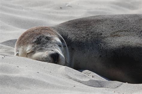 Seal Bay Kangaroo Island Complete Guide