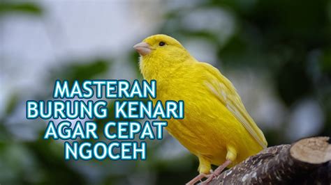 Masteran Burung Bakalan Kenari Agar Cepat Gacor Dor Youtube