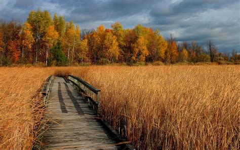 Bridge In Autumn Wheat Field