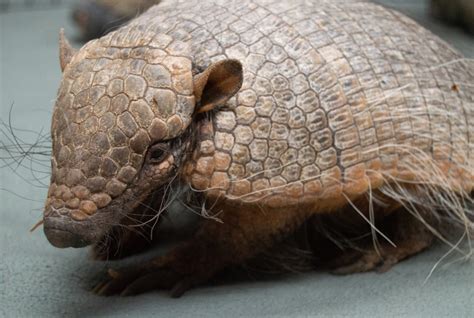 Six Banded Armadillo Utica Zoo