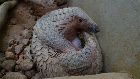 Tens of thousands of pangolins are poached every year, killed for their scales for use in traditional. Launch of National Conservation Strategy and Action Plan ...