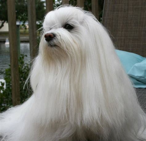 Missy~ Beautiful Maltese If I Keep Her Hair Long Maltese Dogs