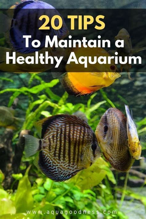 20 Tips To Maintain A Healthy Aquarium Tropical Fish Aquarium Fresh