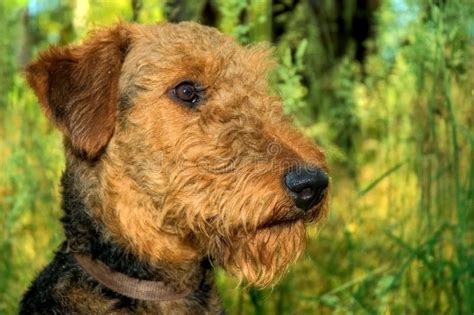 Airedale Terrier Dog Profile Closeup Royalty Free Stock Photography