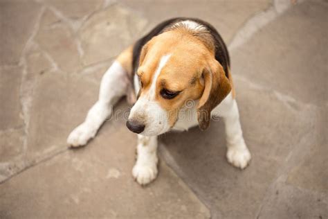 Cute Big Fat Beagle Dog Stock Photos Free And Royalty Free Stock Photos
