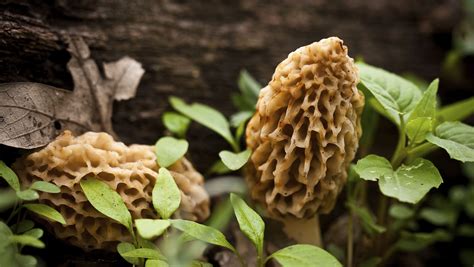 Morel Mushroom Season Has Arrived Heres What You Need To Know