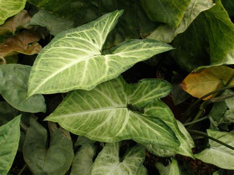 Syngonium Podophyllum é Venenosa