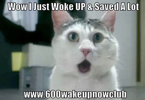 Just Woke Up Cute Animal Savings Cat Best Cat Memes Cat Memes