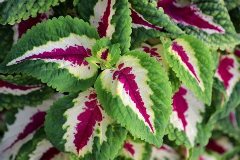 10 Top Outdoor Garden Plants That Thrive Indoors