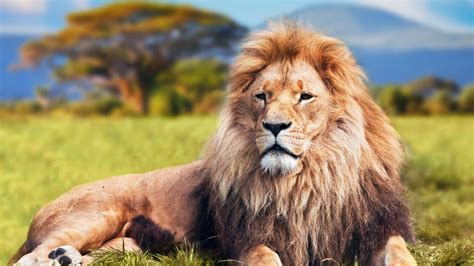 Update More Than 85 Lion Images Wallpaper Hd Vn