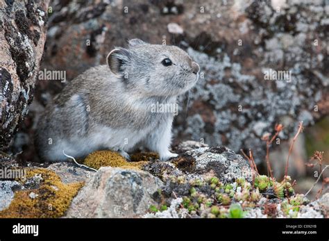 Collared Pika Hi Res Stock Photography And Images Alamy