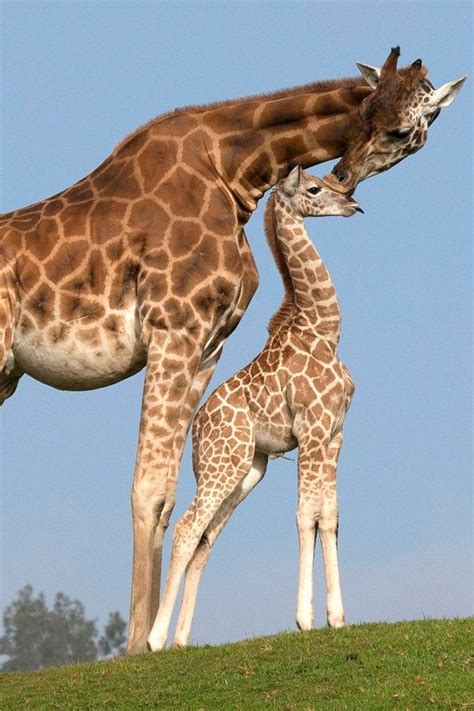 27 Best Mother And Baby Animals