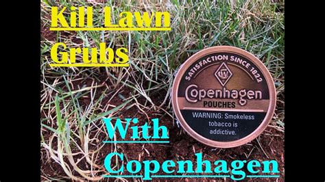 Like merit, grubex is a preventive control, meaning it only kills young grub larvae. Kill Lawn Grubs with Copenhagen - YouTube