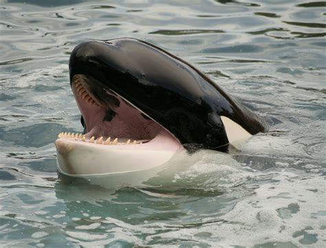 Orca Whale Size Pictures On Animal Picture Society