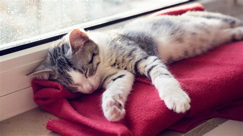 Do Cats Dream Feline Sleep Secrets Revealed Purina