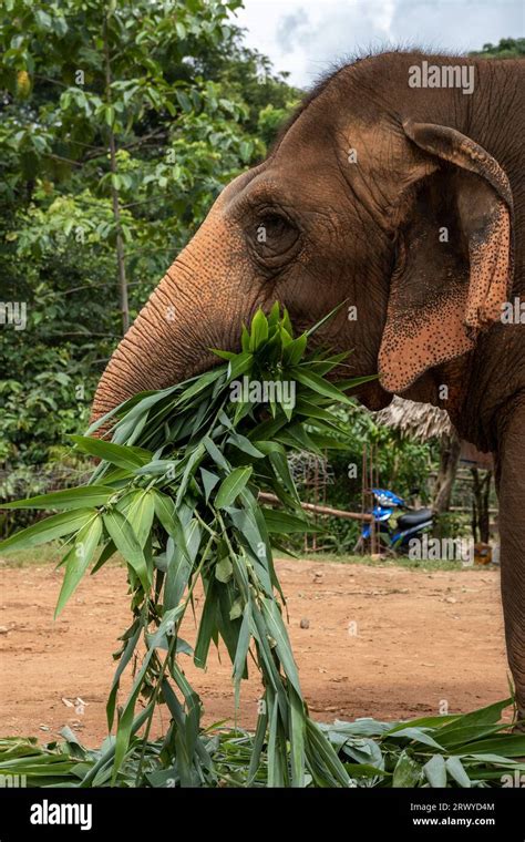 Un éléphant Est Vu Manger Un Bouquet De Feuilles De Maïs Au Elephant