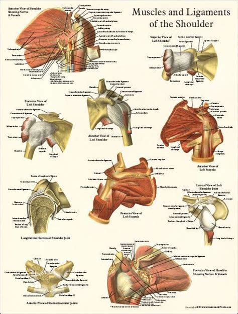 The human male usually has more in both measurable quantity and more as far as percentage of body weight.the only. 31 best Shoulder Replacement images on Pinterest | Shoulder replacement surgery, Reverse ...