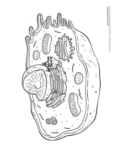 Pin By Valentina Aranaga On Biología Cell Diagram Animal Cell