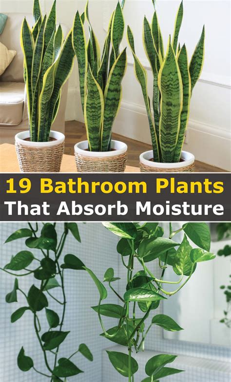 19 Best Bathroom Plants That Absorb Moisture Plant Care Houseplant Best Bathroom Plants Best