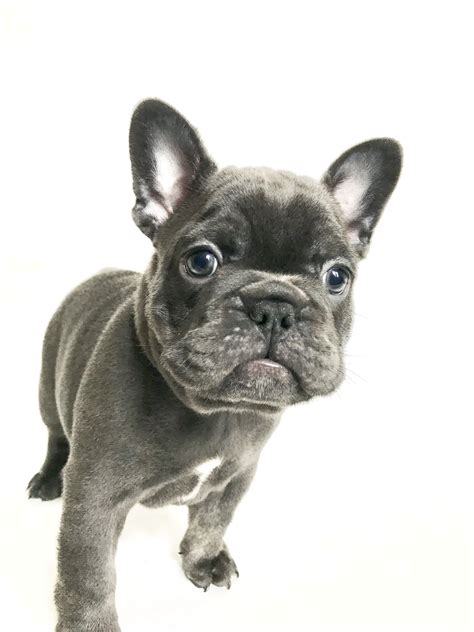 Choosing the right shampoo for your french bulldog. Blue French Bulldog Shedding | French Bulldog