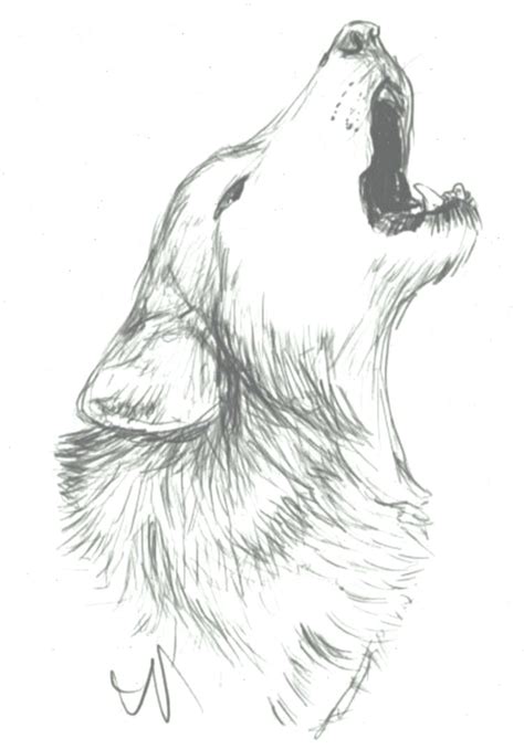 Wolf Drawing Idea Tiere Zeichnen Wolf Zeichnung Skizzierung