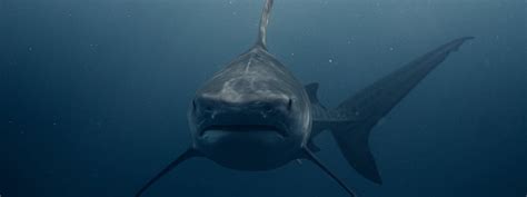 サメが襲い来るパニックホラー映画ランキング ベスト8【配信情報】｜フィルム・コンシェル