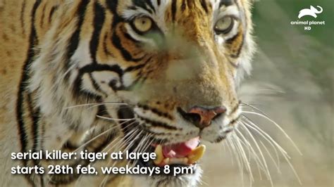 Serial Killer Tiger At Large Animal Planet Compostingtoiletinsprintervan